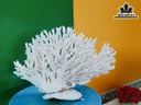 Tác Phẩm Đá San Hô Cao 20 Ngang 27 (cm)