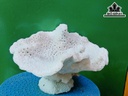Tác Phẩm Đá San Hô Cao 25 Ngang 22 (cm)