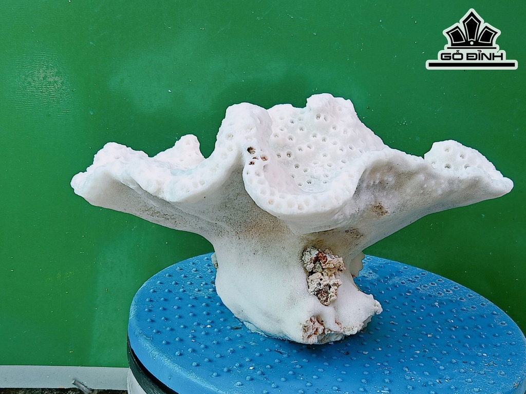 Tác Phẩm Đá San Hô Cao 25 Ngang 22 (cm)