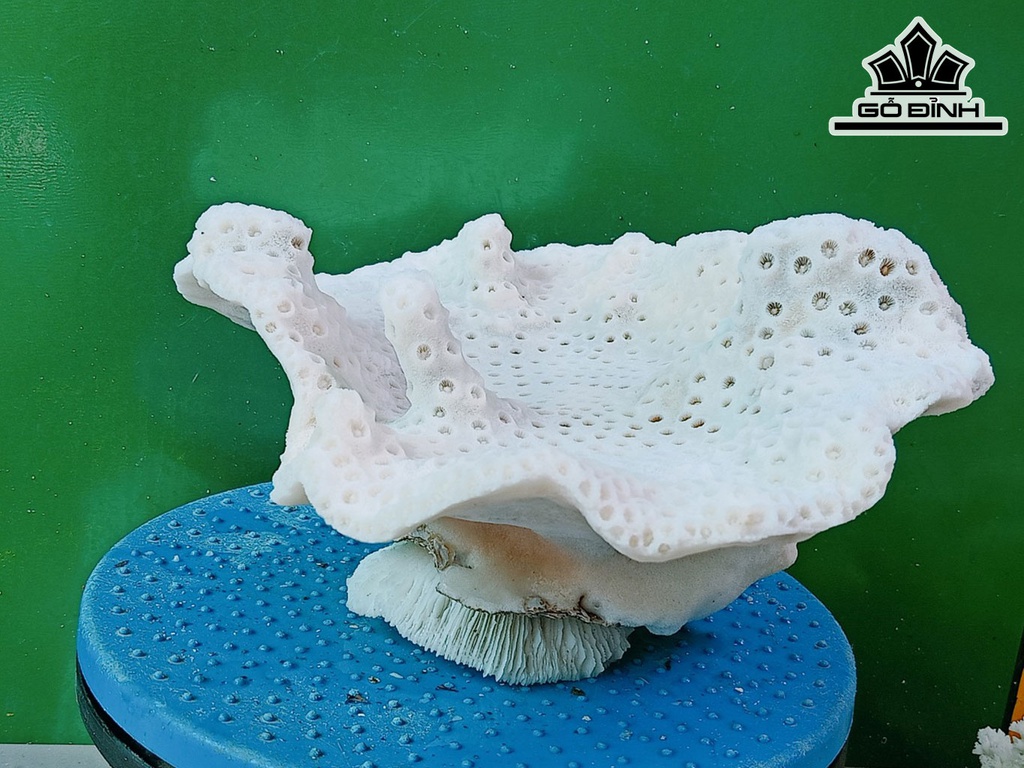 Tác Phẩm Đá San Hô Cao 25 Ngang 22 (cm)