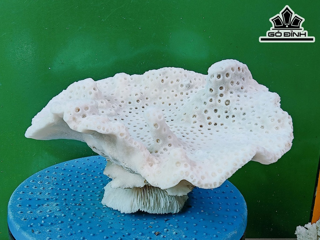 Tác Phẩm Đá San Hô Cao 25 Ngang 22 (cm)