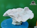 Tác Phẩm Đá San Hô Cao 25 Ngang 22 (cm)