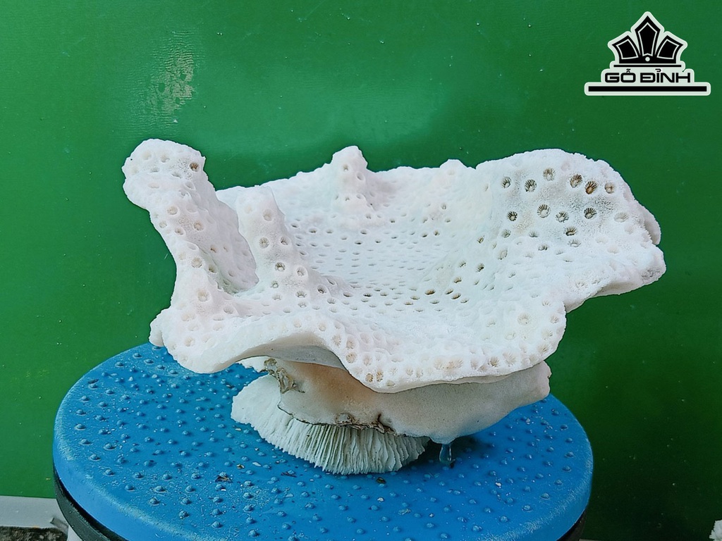 Tác Phẩm Đá San Hô Cao 25 Ngang 22 (cm)