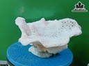 Tác Phẩm Đá San Hô Cao 25 Ngang 22 (cm)