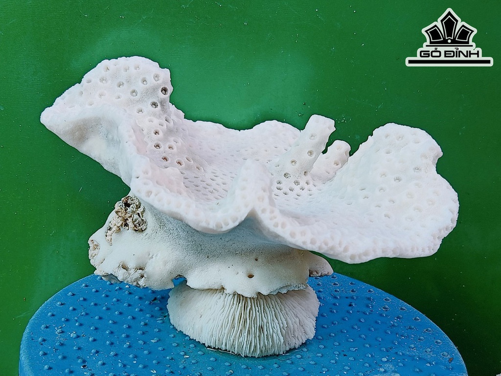 Tác Phẩm Đá San Hô Cao 25 Ngang 22 (cm)
