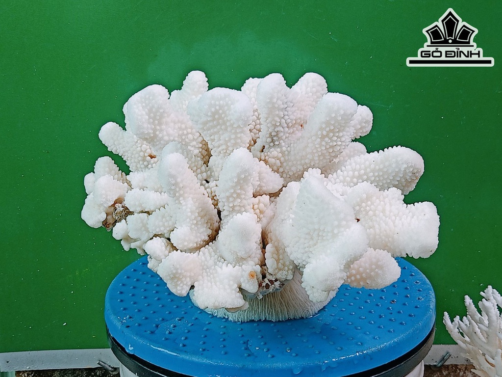 Tác Phẩm Đá San Hô Cao 30 Ngang 25 (cm)