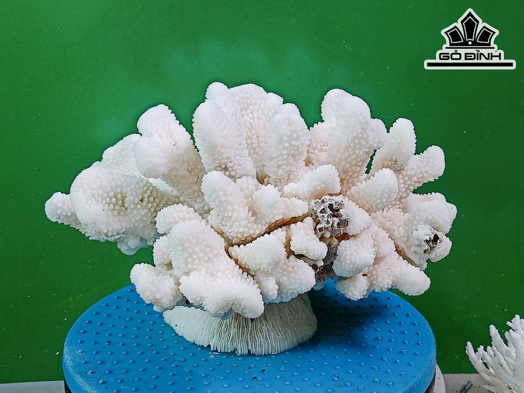 Tác Phẩm Đá San Hô Cao 30 Ngang 25 (cm)