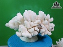 Tác Phẩm Đá San Hô Cao 30 Ngang 25 (cm)