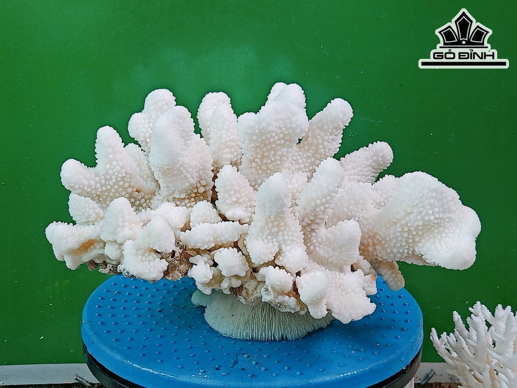 Tác Phẩm Đá San Hô Cao 30 Ngang 25 (cm)