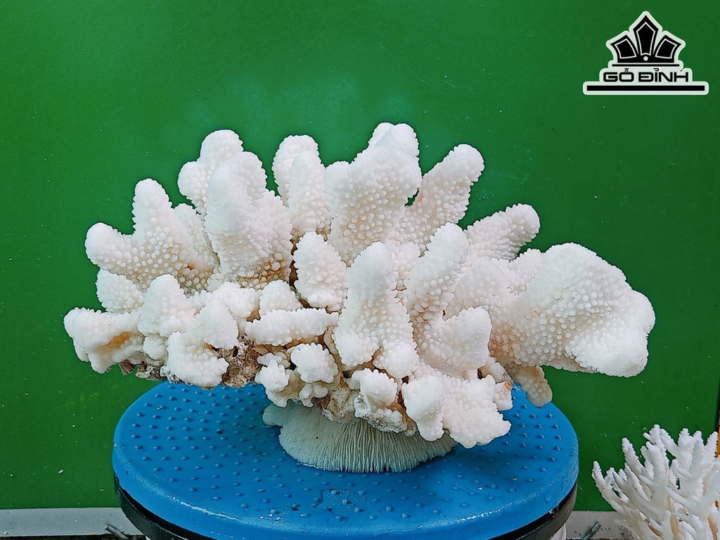 Tác Phẩm Đá San Hô Cao 30 Ngang 25 (cm)