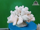 Tác Phẩm Đá San Hô Cao 30 Ngang 25 (cm)