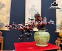 Bình Hoa Chim Trĩ Gỗ Trắc Cao 50 Ngang 60 Sâu 30 (cm)