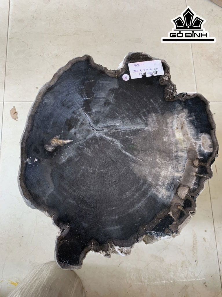 Tác Phẩm Gỗ Hóa Thạch Cao 50 Đường Kính 34-40 (cm)