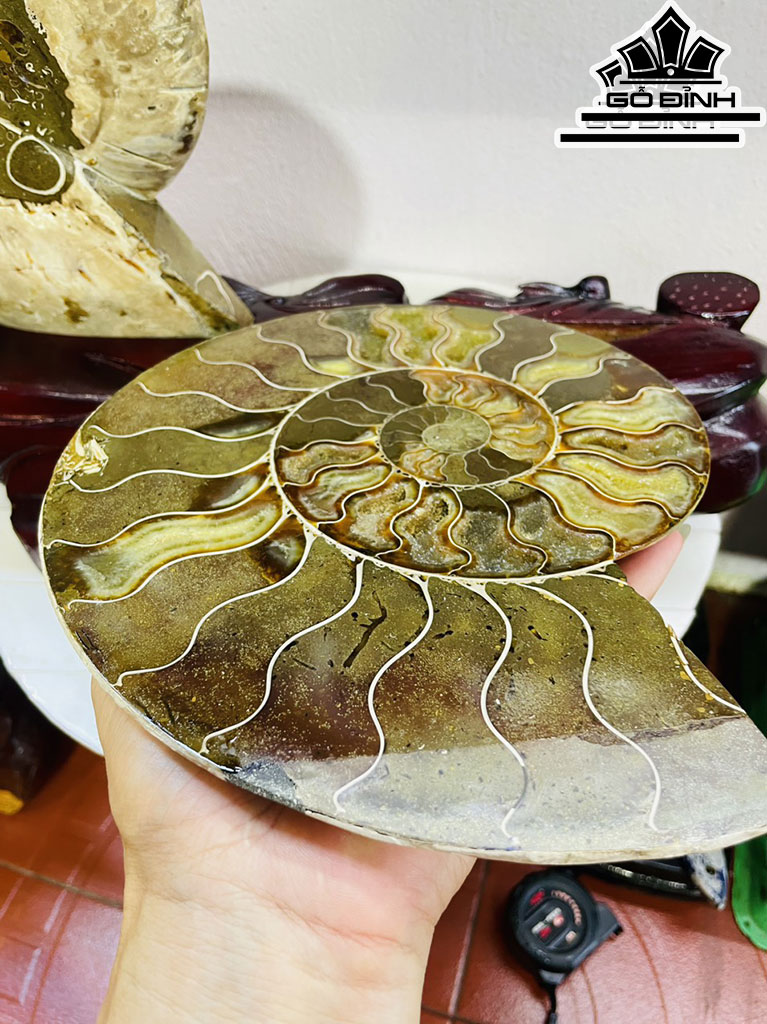 Tác Phẩm Ốc Anh Vũ Hóa Ngọc Cao 33 Ngang 42 (cm) 5,5kg