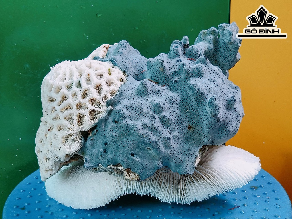 Tác Phẩm Cây San Hô Cao 19 Ngang 15 (cm)