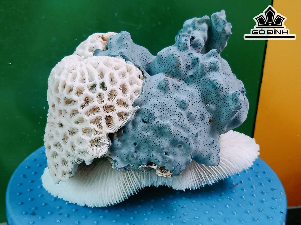 Tác Phẩm Cây San Hô Cao 19 Ngang 15 (cm)