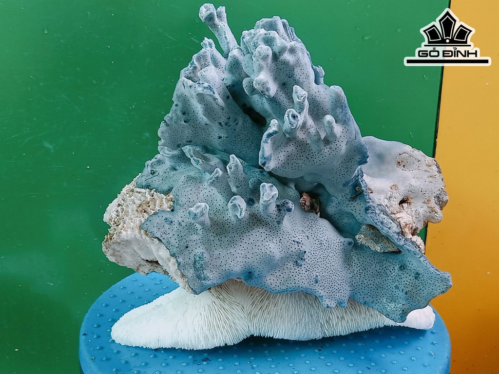 Tác Phẩm Cây San Hô Cao 20 Ngang 22 (cm)
