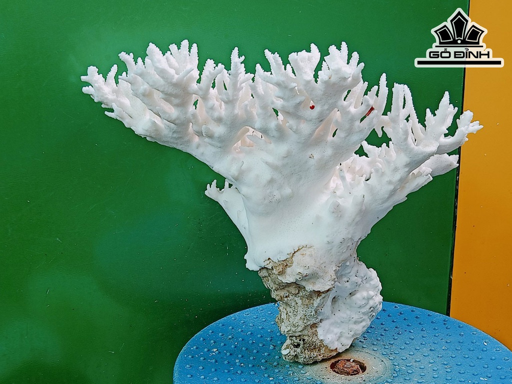 Tác Phẩm Cây San Hô Cao 22 Ngang 28 (cm)