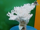 Tác Phẩm Cây San Hô Cao 22 Ngang 28 (cm)