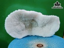 Tác Phẩm Cây San Hô Cao 23 Ngang 13 (cm)