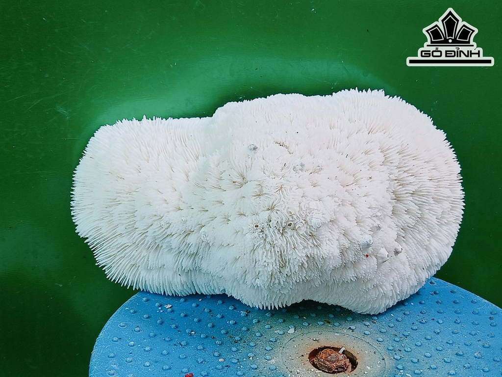 Tác Phẩm Cây San Hô Cao 23 Ngang 13 (cm)
