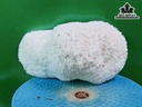 Tác Phẩm Cây San Hô Cao 23 Ngang 13 (cm)