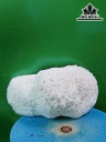 Tác Phẩm Cây San Hô Cao 23 Ngang 13 (cm)