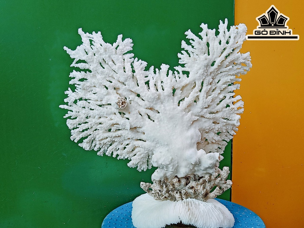 Tác Phẩm Cây San Hô Cao 30 Ngang 30 (cm)