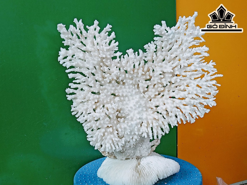 Tác Phẩm Cây San Hô Cao 30 Ngang 30 (cm)