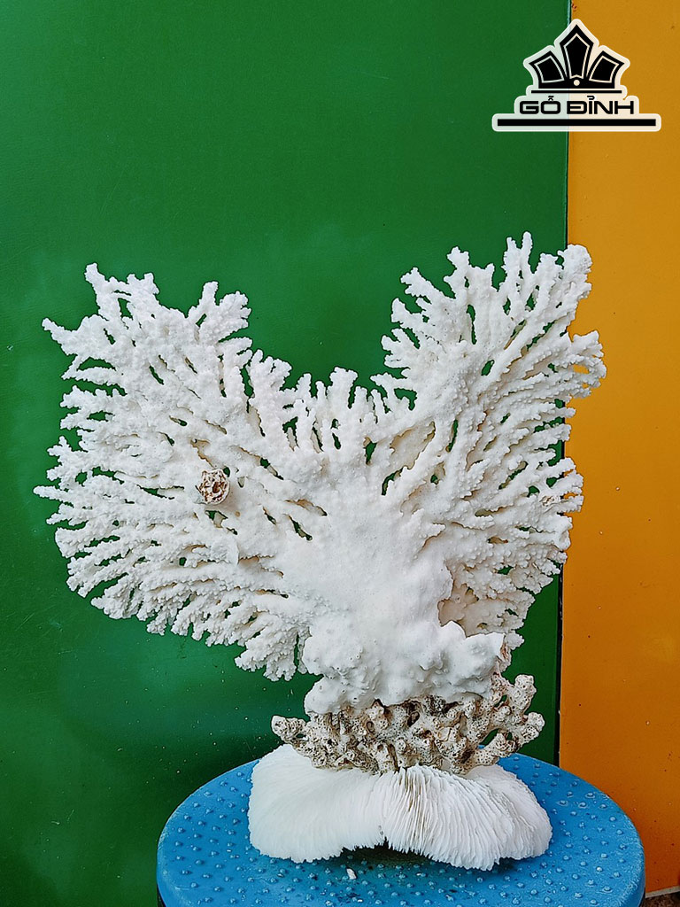 Tác Phẩm Cây San Hô Cao 30 Ngang 30 (cm)