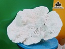 Tác Phẩm Cây San Hô Cao 31 Ngang 25 (cm)