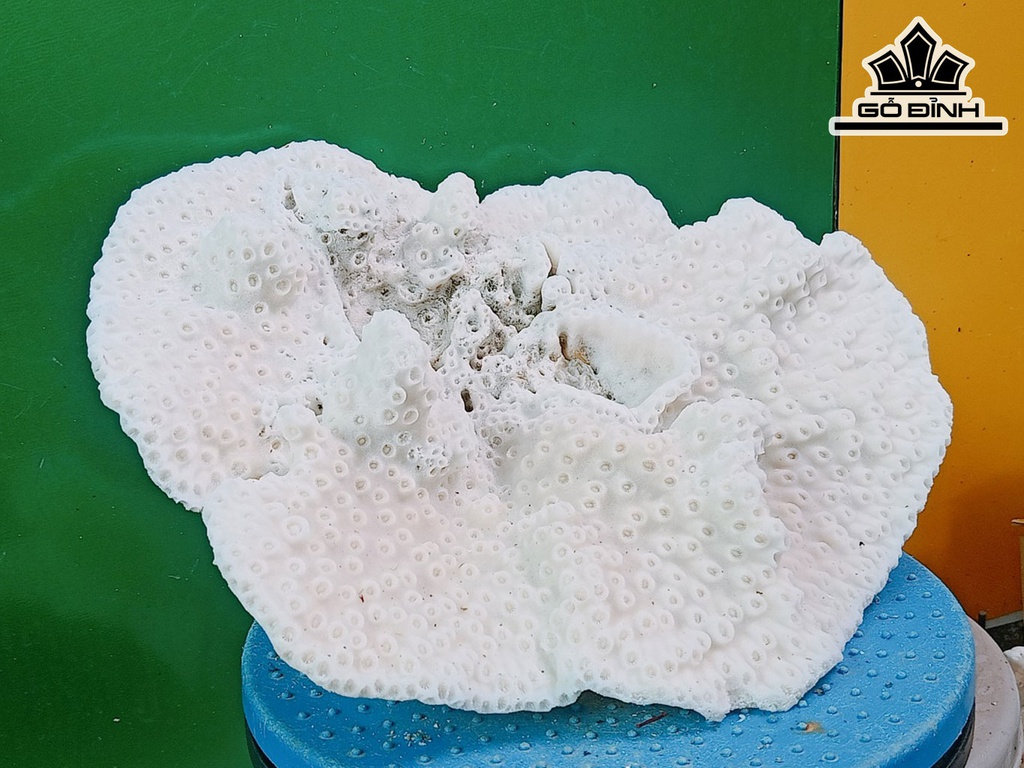 Tác Phẩm Cây San Hô Cao 31 Ngang 25 (cm)