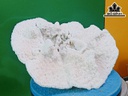Tác Phẩm Cây San Hô Cao 31 Ngang 25 (cm)