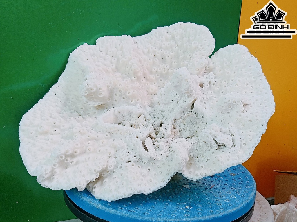 Tác Phẩm Cây San Hô Cao 31 Ngang 25 (cm)