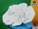 Tác Phẩm Cây San Hô Cao 31 Ngang 25 (cm)