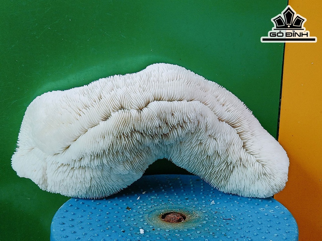 Tác Phẩm Cây San Hô Cao 32 Ngang 13 (cm)