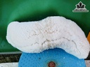 Tác Phẩm Cây San Hô Cao 32 Ngang 13 (cm)