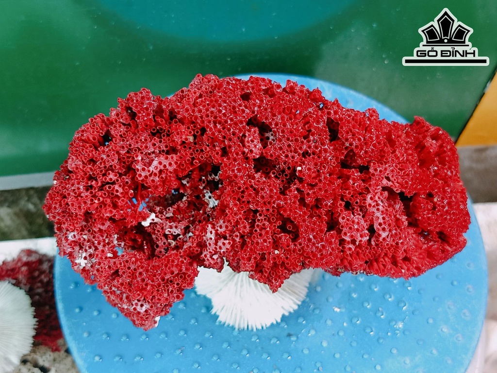 Tác Phẩm Đá San Hô Cao 13 Ngang 19 (cm)