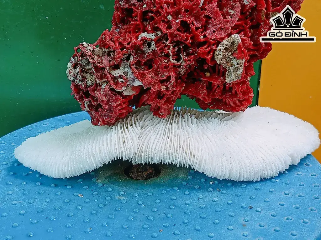 Tác Phẩm Đá San Hô Cao 16 Ngang 22 (cm)