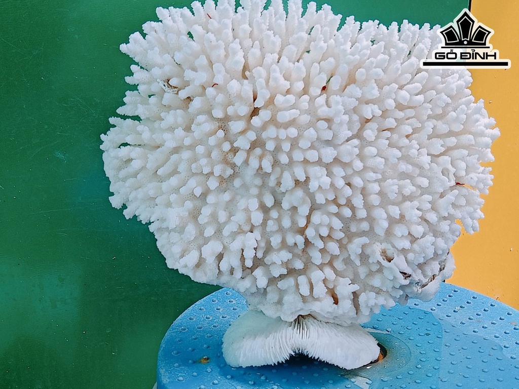 Tác Phẩm Đá San Hô Cao 20 Ngang 23 (cm)