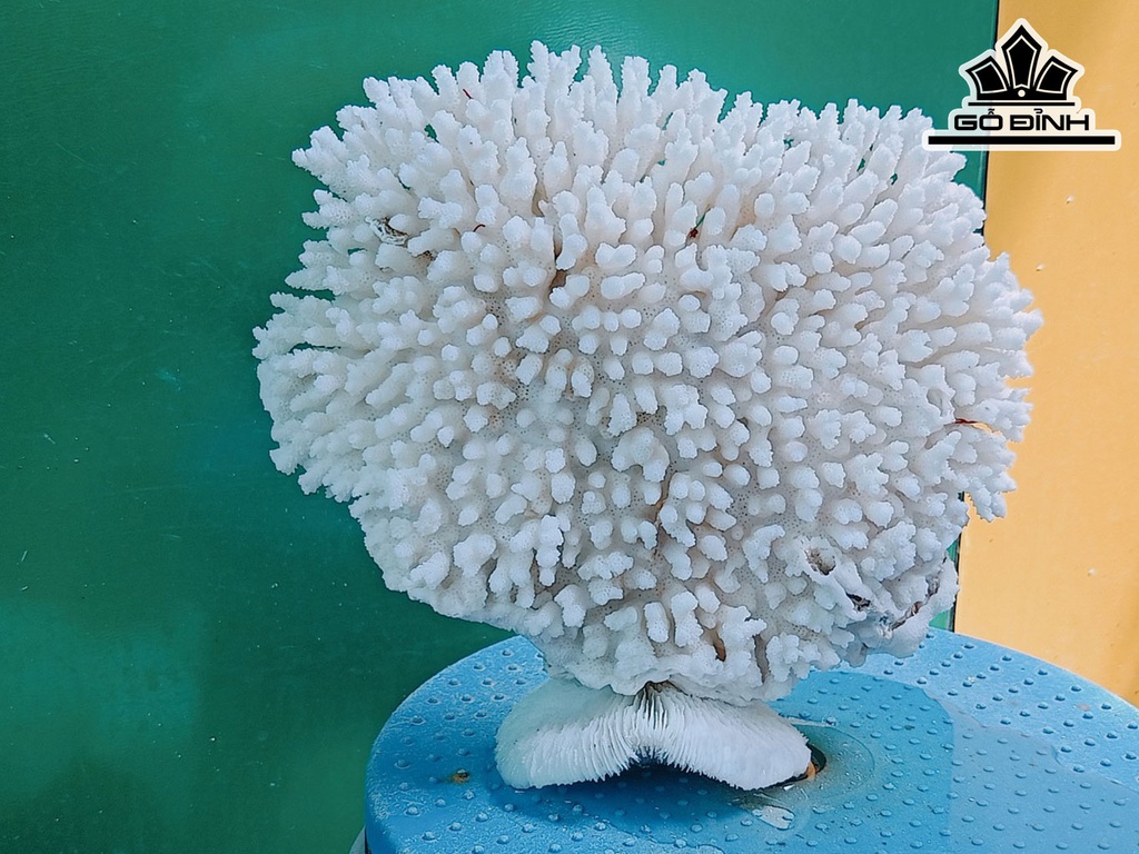 Tác Phẩm Đá San Hô Cao 20 Ngang 23 (cm)