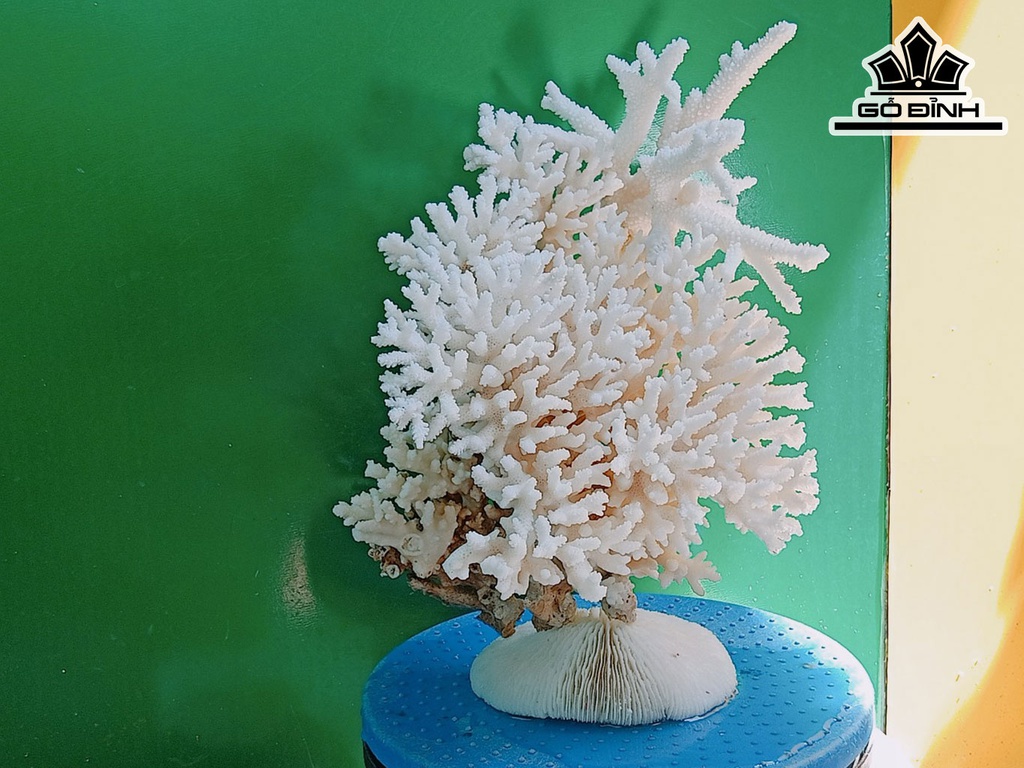 Tác Phẩm Đá San Hô Cao 32 Ngang 21 (cm)