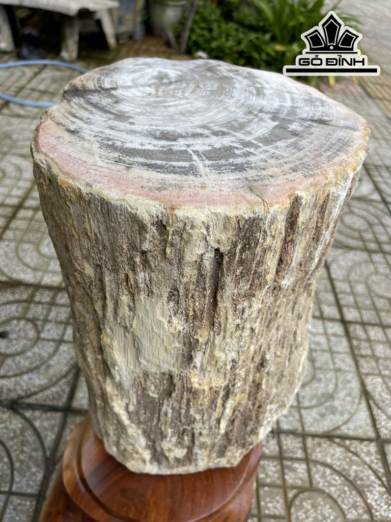 Tác Phẩm Gỗ Hóa Thạch Cao 40 Đường Kính 31 (cm) 107kg