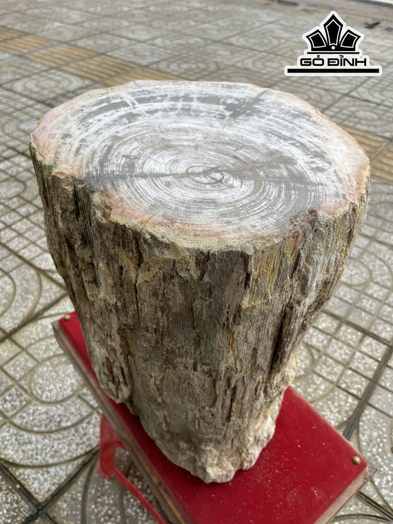 Tác Phẩm Gỗ Hóa Thạch Cao 40 Đường Kính 31 (cm) 107kg