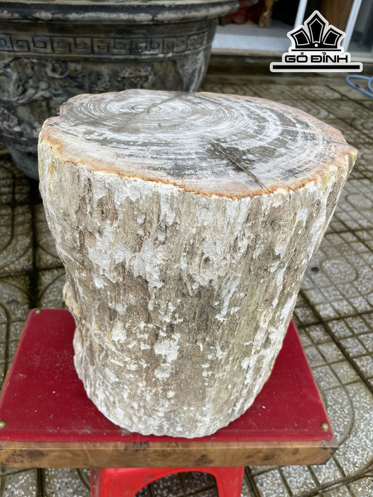 Tác Phẩm Gỗ Hóa Thạch Cao 40 Đường Kính 31 (cm) 107kg