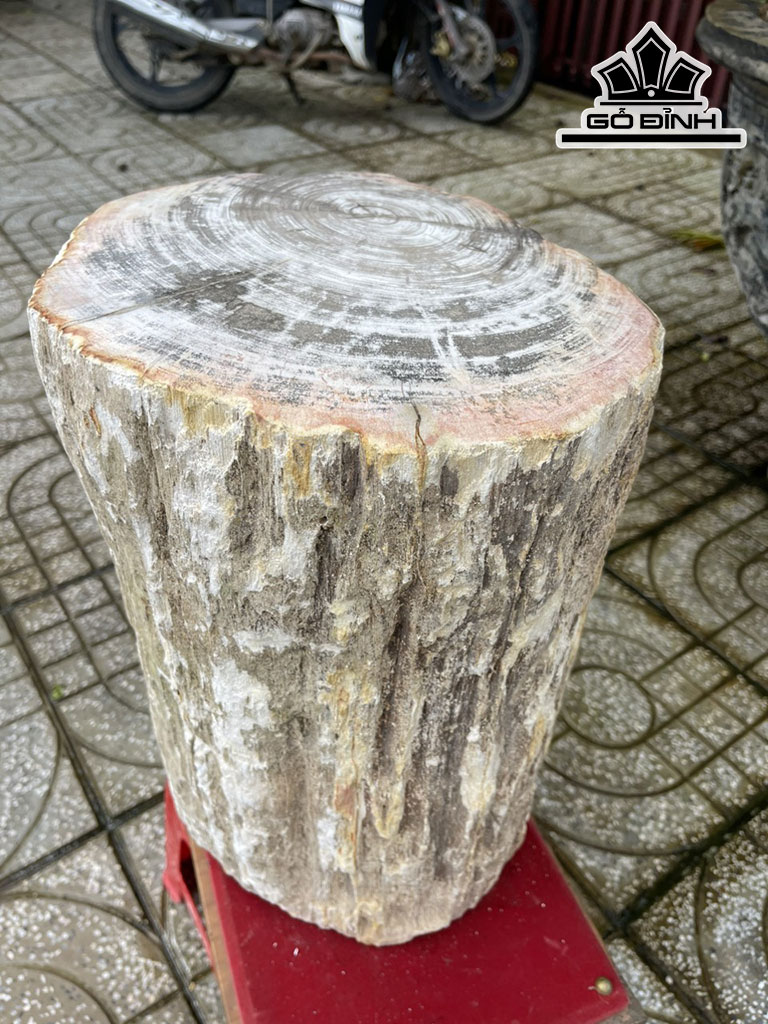 Tác Phẩm Gỗ Hóa Thạch Cao 40 Đường Kính 31 (cm) 107kg