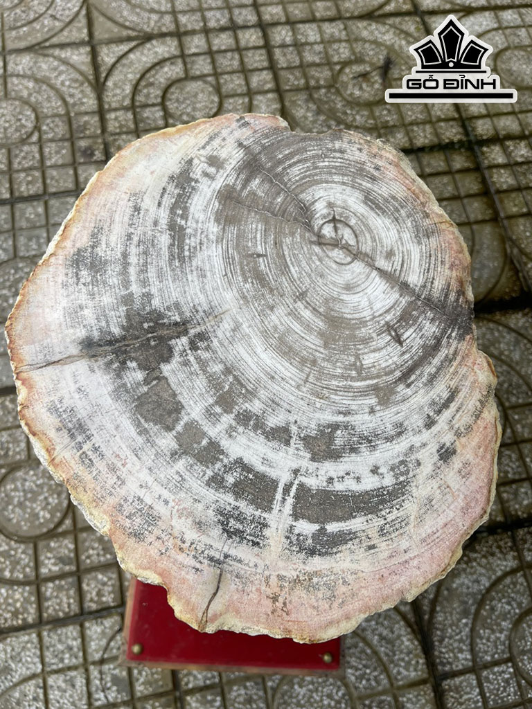 Tác Phẩm Gỗ Hóa Thạch Cao 40 Đường Kính 31 (cm) 107kg