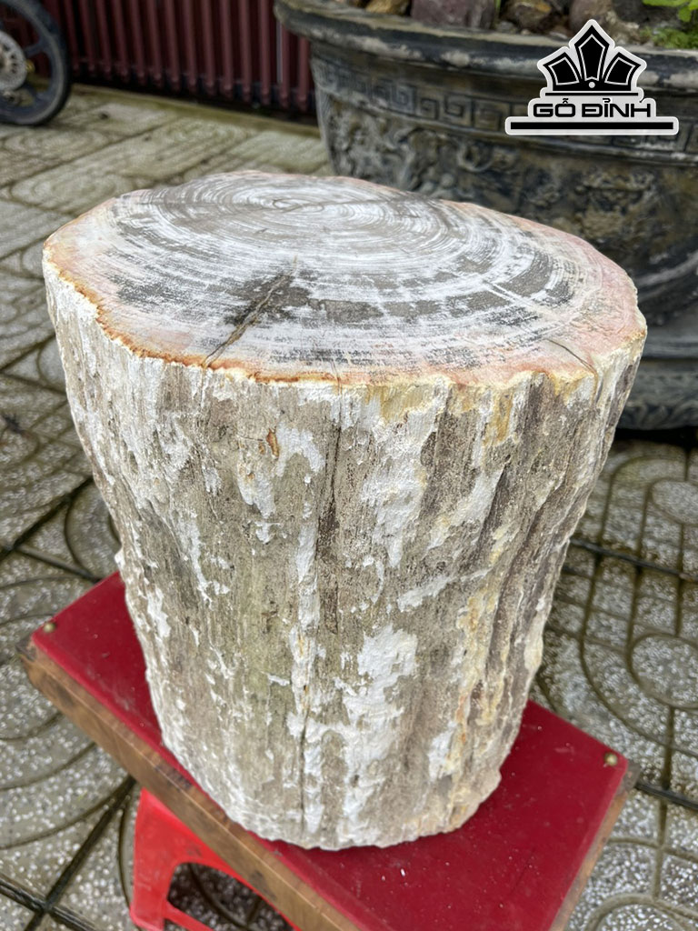 Tác Phẩm Gỗ Hóa Thạch Cao 40 Đường Kính 31 (cm) 107kg
