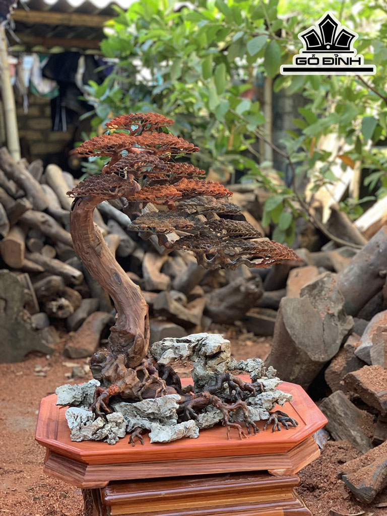 Cây Tùng Bonsai Gỗ Trắc Cao 76 Ngang 32 Sâu 38 (cm)