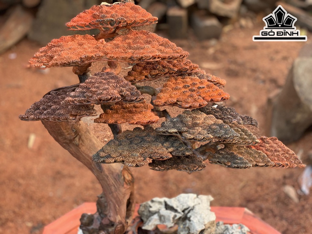 Cây Tùng Bonsai Gỗ Trắc Cao 76 Ngang 32 Sâu 38 (cm)
